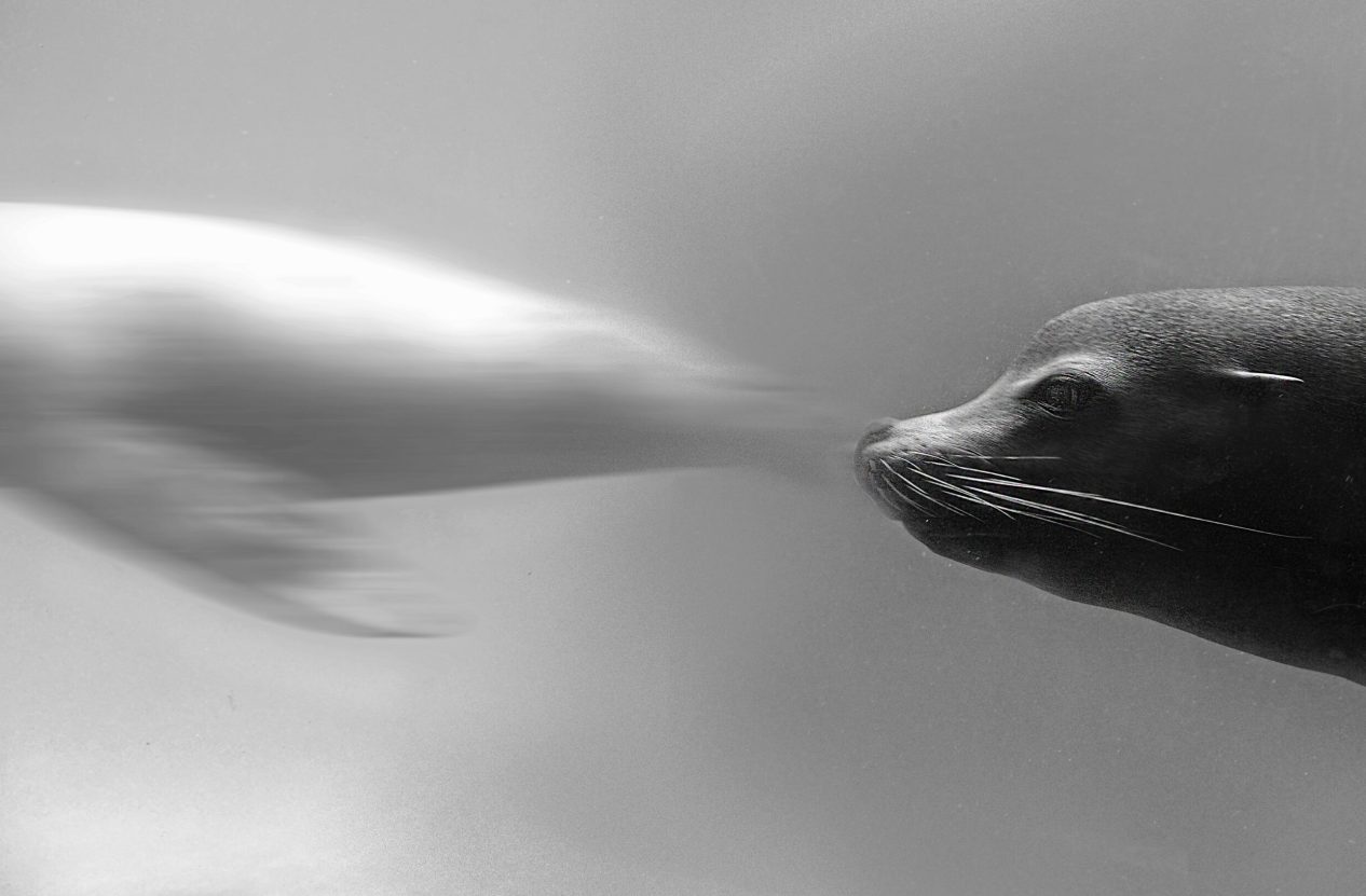 1. helyezett: Varsányi Krisztina – Sea predators in motion